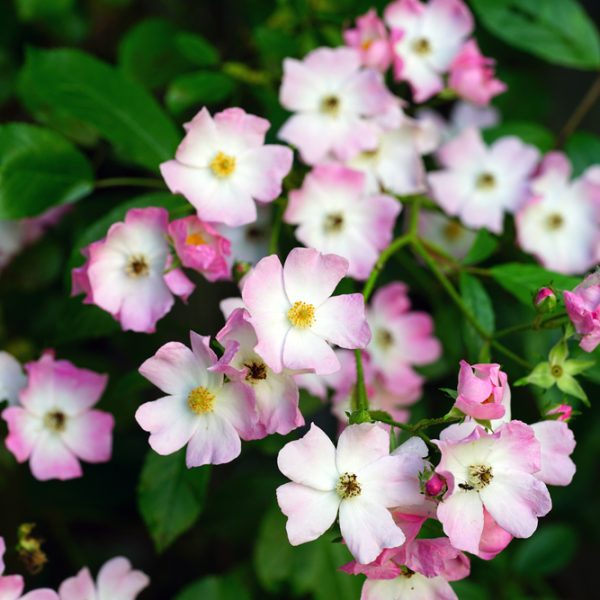 Cluster of small, pink and white flowers with green leaves in a delightful Rose 'Addictive Lure' Bush Form (Copy).