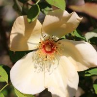 A close-up of a single pale yellow Rose 'Princess Anne' Bush Form (Copy) in full bloom, surrounded by green leaves.