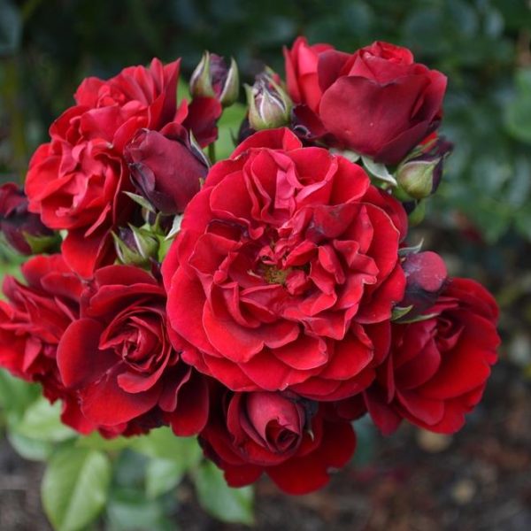 A cluster of Rose 'Cumberland' Climbers in full bloom, with dark green leaves in the background.