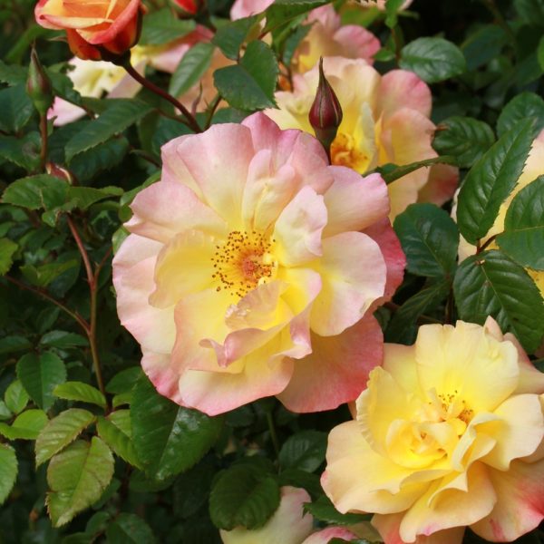 Close-up of blooming Rose 'Laguna' Climber (Copy) with pink and yellow petals surrounded by green foliage.