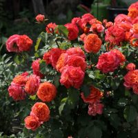 A cluster of vibrant orange and pink Rose 'Addictive Lure' Bush Form (Copy) roses in full bloom in a garden, with lush green leaves and other foliage providing a beautiful backdrop.