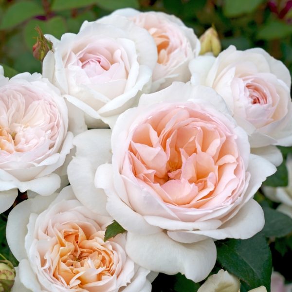 Close-up of a blooming light pink Rose 'Addictive Lure' Bush Form with lush green leaves in the background, creating an addictive lure for the senses.