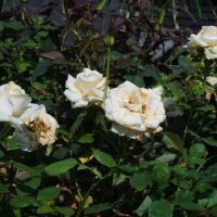 Several white roses in various states of bloom form a Rose 'Addictive Lure' Bush Form (Copy) amidst green foliage in a garden setting.