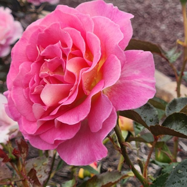 A close-up of a vibrant pink Rosa 'Elodie Gossuin' David Austin Bush Form (Copy) in full bloom with green leaves, David Austin's signature touch, and other smaller pink roses blurred in the background.