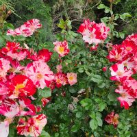 A cluster of Rose 'Fourth of July' Climber, reminiscent of a Fourth of July celebration, with green leaves in a garden, partially shaded by surrounding plants. A climber among the blooms adds an enchanting vertical element to the scene.