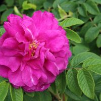 A close-up of a Rose 'Bridal Bouquet' Bush Form (Copy) in pristine bloom captures the delicate beauty of this bush form variety.