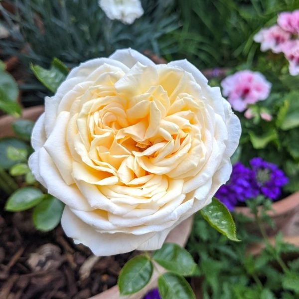 Close-up of a cream-colored Rose 'Fair Bianca' Bush Form (Copy) with multiple petals, blooming in a garden. Various other flowers and greenery are visible in the blurred background.