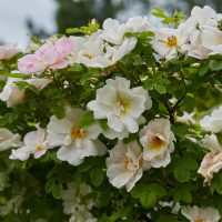 A cluster of white and light pink flowers with green leaves forms a charming Bush in an outdoor garden setting, including the delightful Rose 'Happy Birthday' Bush Form (Copy).