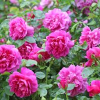 A cluster of vibrant pink roses, reminiscent of Rose 'Raspberry Cupcake™' Bush Form (Copy) hues, in full bloom with lush green leaves surrounding them.