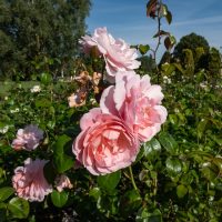 Rose 'Forget Me Not' David Austin Bush Form (Copy) in full bloom with green leaves in a garden under a clear blue sky.