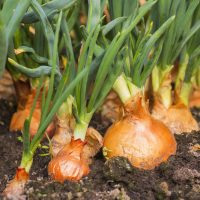 Close-up of several onions growing in dark soil, with green shoots extending upward. The scene captures a healthy, flourishing crop, showcasing a colourful blend of vibrant greens and earthy browns as the onions flourish from their Onion 'Colourful Blend' 4" Pot (Copy).