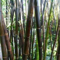 A dense cluster of tall, Bambusa 'Timor Black' Bamboo 8" Pot stalks is surrounded by lush green foliage in a serene Bamboo forest.