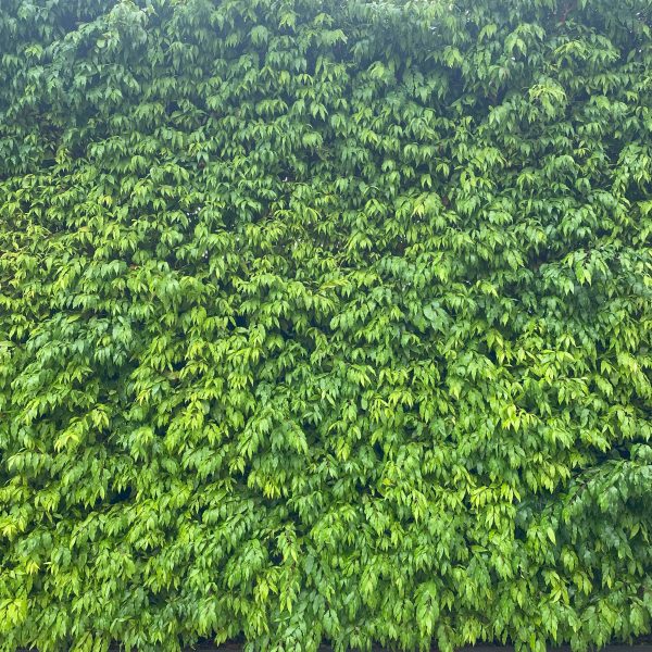 A tall, dense hedge covered in green foliage, bordered by a paved stone walkway at the bottom, features the delicate beauty of Waterhousia 'Weeping Lilly Pilly' (Copy) interwoven throughout.