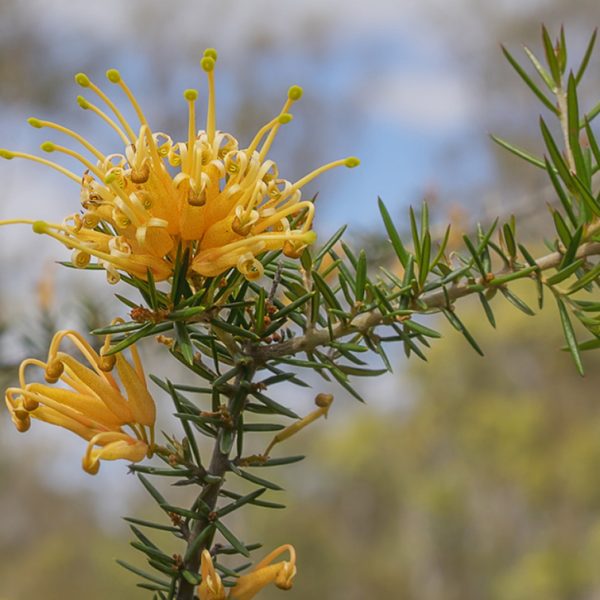 Close-up of a yellow flowering Grevillea plant with spiky green leaves, set against a blurred background of foliage and sky. Grevillea, one of the plants for incredible fragrance, adds an aromatic touch to any garden scene. Grevillea Sunkissed