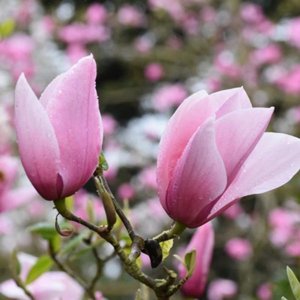 Close-up of two pink magnolia flowers with a blurred background of more magnolia blossoms. The petals glisten with droplets of water, showcasing the extraordinary beauty of plants for incredible fragrance.