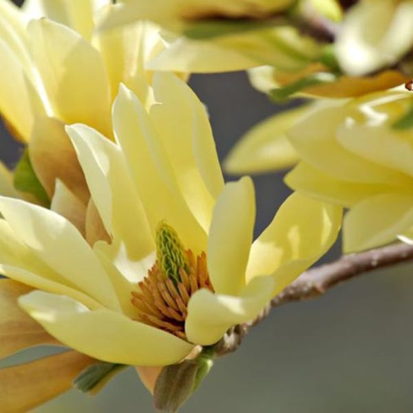 Close-up of yellow magnolia flowers in full bloom, displaying their delicate petals and central stamen, against a blurred background.