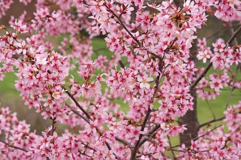 Close-up of a flowering tree branch covered in pink blossoms against a blurred green background, showcasing some of the best magnolias for early spring.