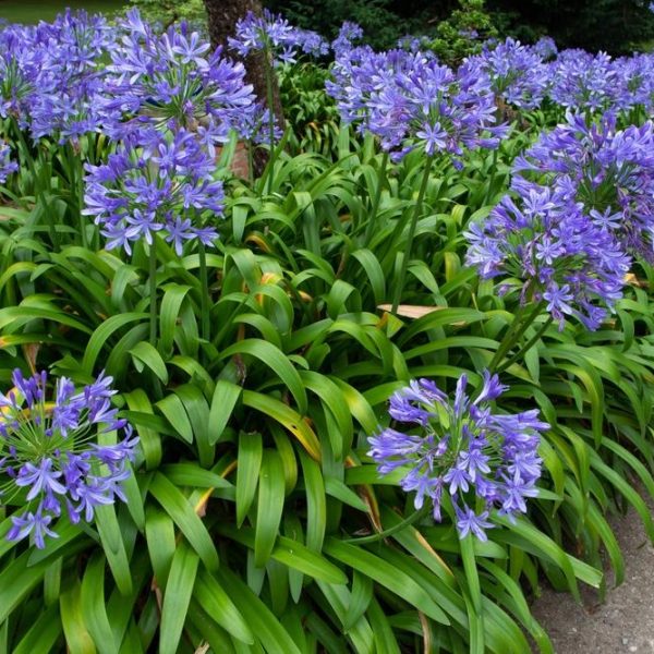 Purple flowers with lush green leaves bloom along a pathway in a garden setting, featuring Agapanthus 'Stargazer' in elegant 6" pots.