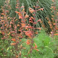 The Agastache 'Orange' plants in 6" pots take center stage with their vibrant blooms, set against a backdrop of tall, green grass.