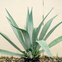 A large Agave 'Variegated Century Plant' (Copy) with thick, pointed, green leaves grows in front of a cream-colored wall. The agave is surrounded by small pebbles and stones.