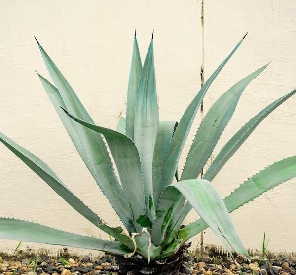 A large Agave 'Variegated Century Plant' (Copy) with thick, pointed, green leaves grows in front of a cream-colored wall. The agave is surrounded by small pebbles and stones.
