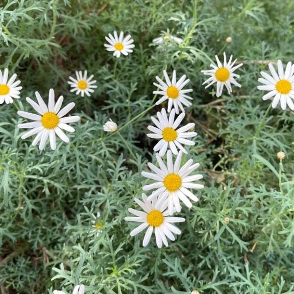 An Argyranthemum 'Single White Daisy' 6" Pot, with its white petals and yellow center, stands out among the green foliage.