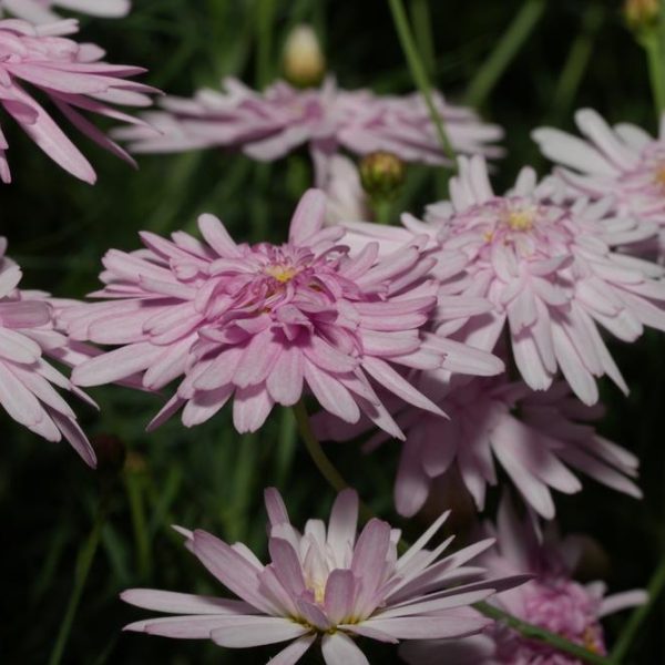Close-up of several Argyranthemum 'Pink Posy' Marguerite Daisy 6" Pot (Copy) with elongated petals, set against a background of green foliage.
