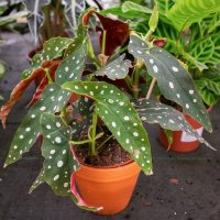 A potted Begonia maculata plant with green leaves covered in white spots sits on a dark surface, surrounded by other plants.
