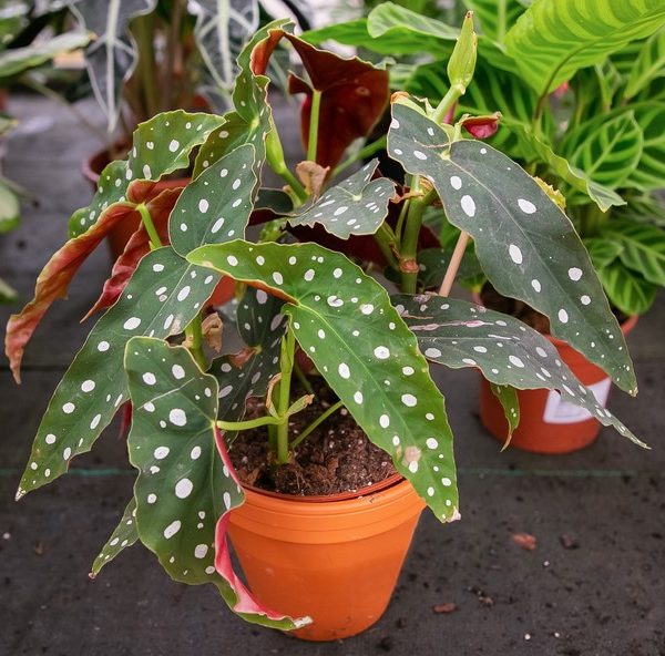 A potted Begonia maculata plant with green leaves covered in white spots sits on a dark surface, surrounded by other plants.