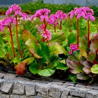A garden bed made of stone blocks and metal wire frames contains large green leaves and pink Bergenia flowers in bloom, alongside a pot featuring the delicate Bergenia 'Bressingham White' from a 6" pot.