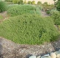 A lush Coprosma kirkii 5" Pot is surrounded by mulch and small rocks, creating a beautiful garden setting.