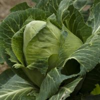 Close-up of a 'Super Red' cabbage head with large outer leaves in a garden. Small water droplets are visible on the leaves, perfectly showcasing the freshness of this vibrant vegetable.
