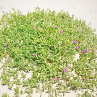 Green shrub with small pink flowers growing on sandy terrain under bright sunlight.