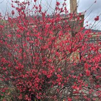 Chaenomeles 'Red' Flowering Quince 6" Pot