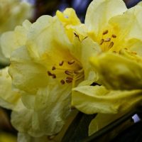 Close-up of yellow Rhododendron 'Golden Fantasy' flowers in bloom, showcasing detailed petals and stamens. The image captures the texture and delicate structure of these popular garden plants against a blurred background.