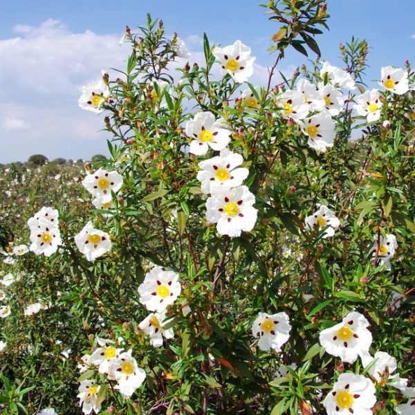 A bush with numerous white flowers featuring yellow centers and red spots, under a partly cloudy sky.