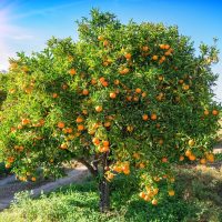 A tree with a lush canopy of green leaves is laden with numerous ripe oranges, set in a sunlit, grassy orchard.