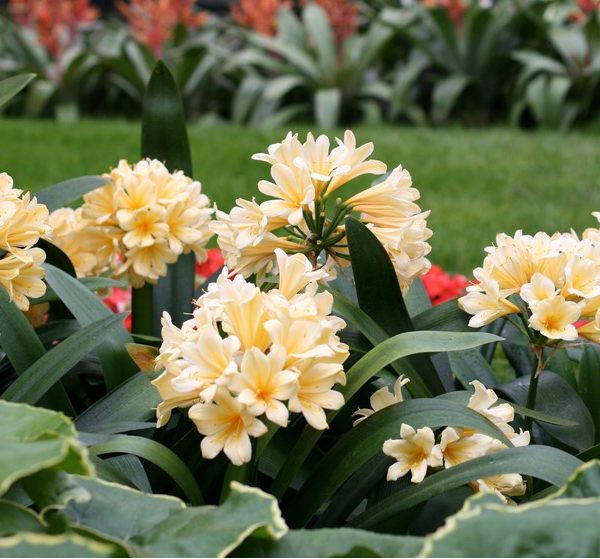 Clusters of pale yellow flowers with green leaves in a garden setting, a lush lawn and orange flowers in the background.
