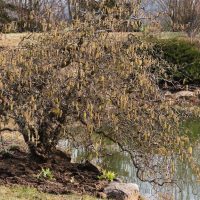 A contorted hazel tree with yellow catkins stands near a pond surrounded by rocks and mixed vegetation on a late winter or early spring day.