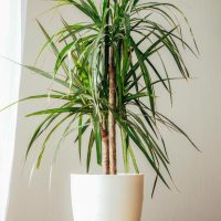 A potted dracaena plant with long, narrow green leaves sits on a wooden surface against a light-colored wall and next to a white curtain.
