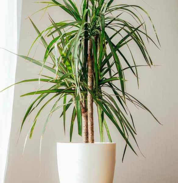 A potted dracaena plant with long, narrow green leaves sits on a wooden surface against a light-colored wall and next to a white curtain.