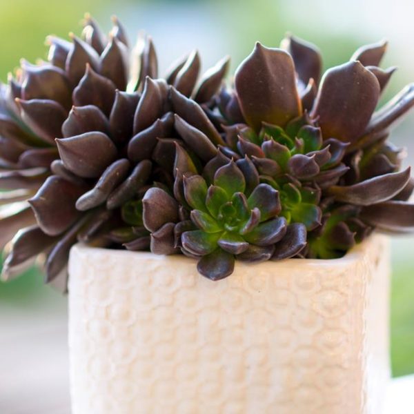 Close-up of dark green and purple Echeveria succulents, featuring the striking Echeveria 'Black Prince' Succulent in a 4" textured white pot. The background is a blurred natural setting.
