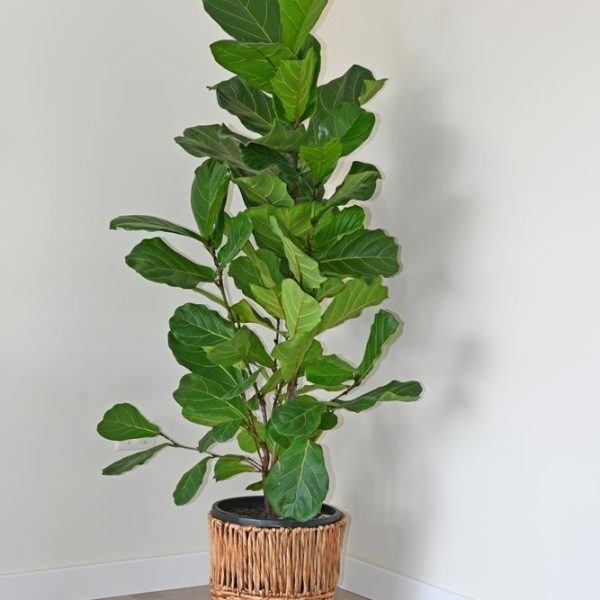A large Fiddle Leaf Fig plant in a woven basket sits against a plain white wall on a light wood floor.