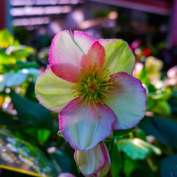 Close-up of a pale pink and white Helleborus 'Ice 'n Roses' Picotee Hellebore with yellow-green centre, set among green leaves in a garden, shown in a 7" pot with soft-focus background.