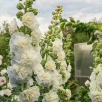Close-up of the Hollyhock 'Celebrity White' flowers blooming in an outdoor garden, surrounded by greenery and a building in the background under a cloudy sky.