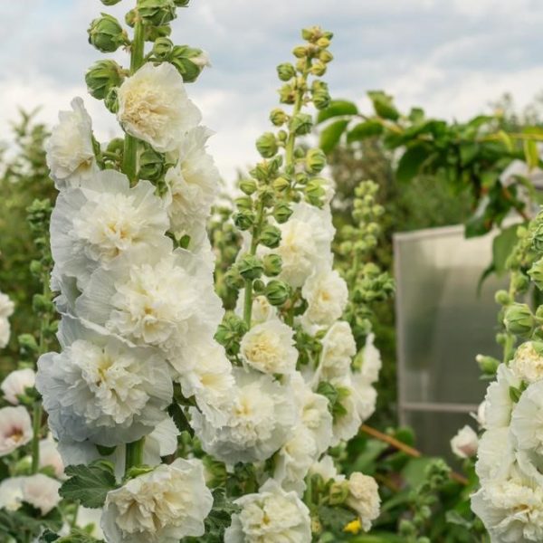 Close-up of the Hollyhock 'Celebrity White' flowers blooming in an outdoor garden, surrounded by greenery and a building in the background under a cloudy sky.