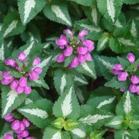 Close-up of green Lamium 'Sensation' leaves with white edges and clusters of magenta flowers blooming among them, all thriving in a 6" pot—a true sensation for any plant lover.