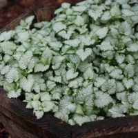 A wooden planter filled with dense, green and white variegated foliage.