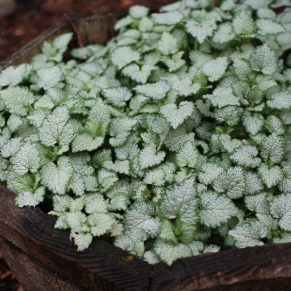 A wooden planter filled with dense, green and white variegated foliage.