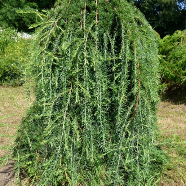 A weeping larch tree with cascading, drooping branches stands in a grassy area with surrounding green vegetation.